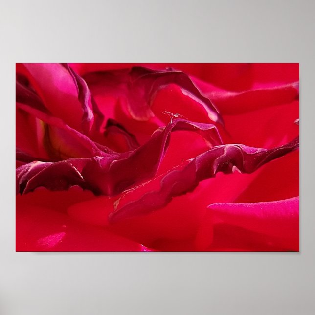 Poster Macro Dying Rose rouge (Devant)