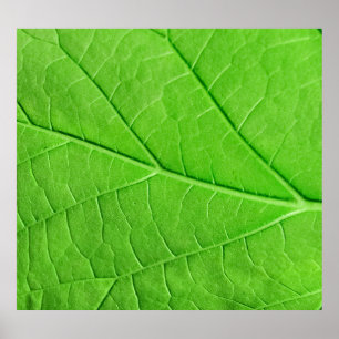Poster Macro feuille verte : Plante écologique