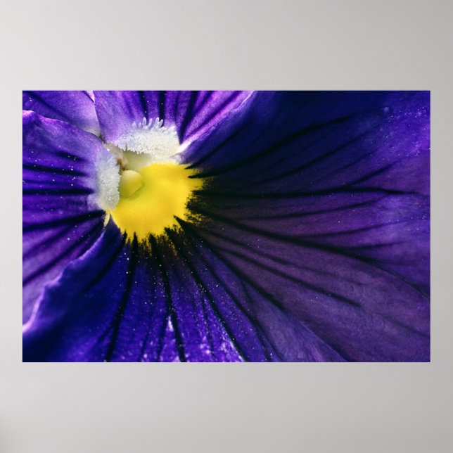 Poster Macro fleur violet pansy photo élégante (Devant)