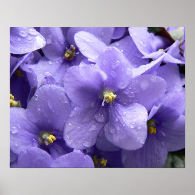 Poster Macro Floral Print Violets Africains (Devant)