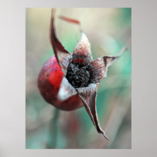 Poster Macro Hip Rose Elegant Moderne