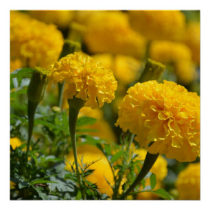 Poster Macro Marigolds jaune