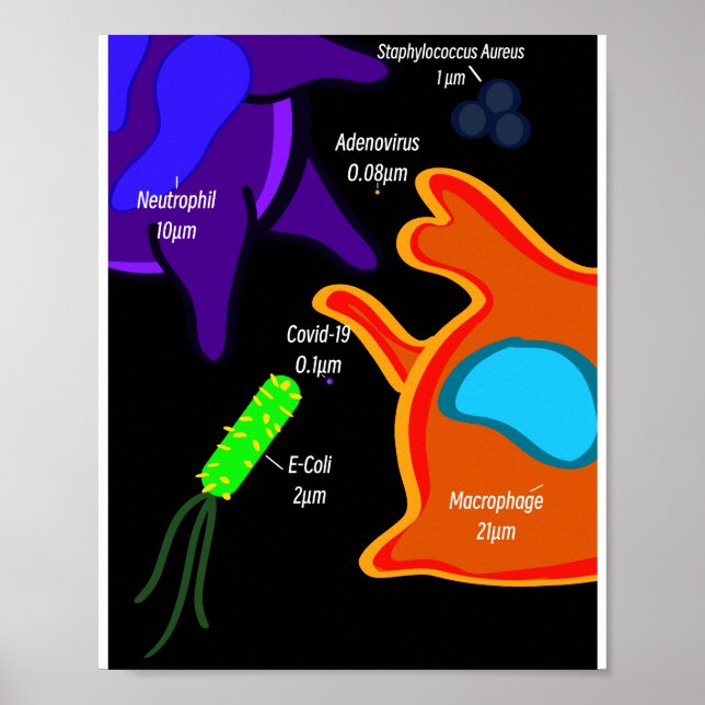 Poster Macro Microbiologie (Devant)