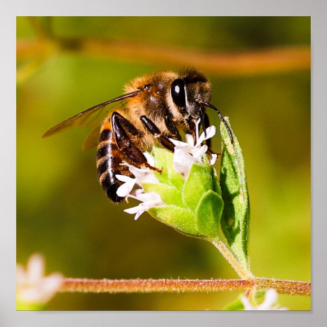 Poster Macro photo d'une abeille (Devant)