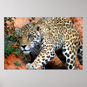 Poster Macro Stalking Leopard