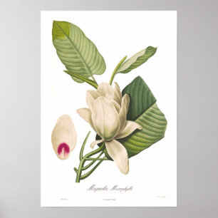 Poster Macrophylla de magnolia