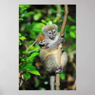 Poster Madagascar, Andasibe, Ile Aux Lemuriens, Mère