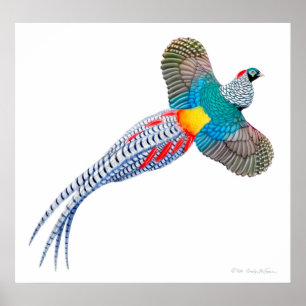 Poster Madame Amherst Pheasant Print de vol