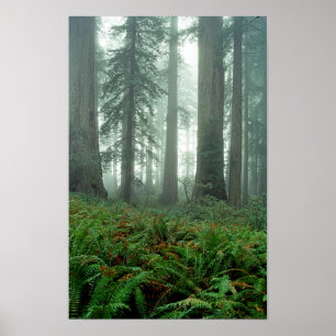 Poster Madame Bird Johnson Grove