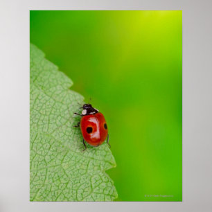 Poster Madame minuscule Bug