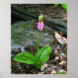 Poster Madame rose pantoufle (Cypridedium Acaule) 16x20
