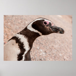 Poster Magellanic Penguin, Patagonia, Argentina