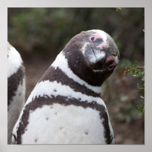 Poster Magellanic Penguin Portrait