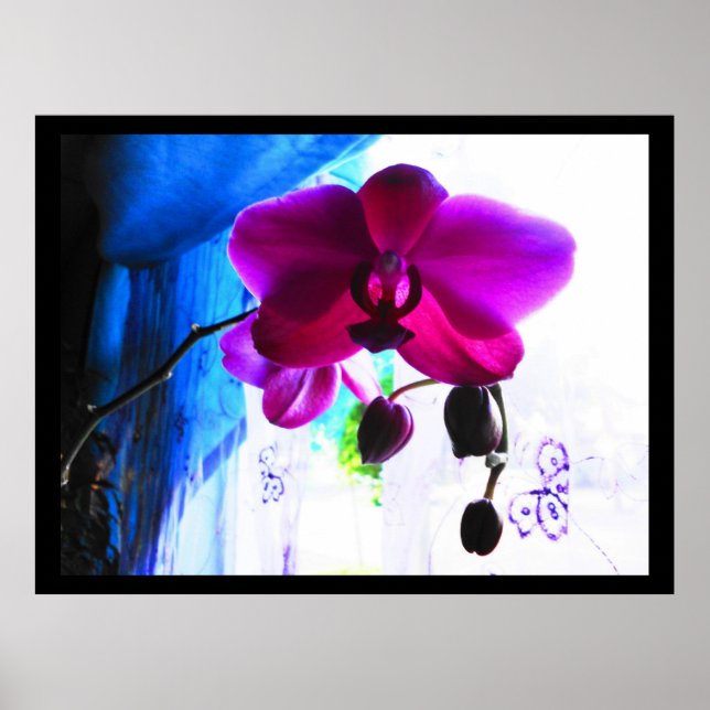 Poster, Magenta Orchid, Optionen zum Farbhintergru Poster (Vorne)