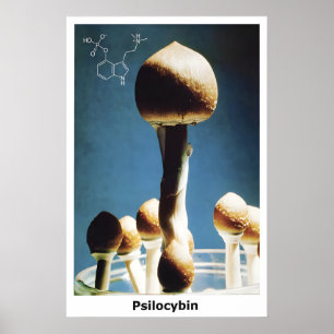 Poster Magic Mushrooms Psilocybin Chemische Formel
