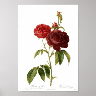 Poster Magna de purpuro-violacea de gallica de Rosa