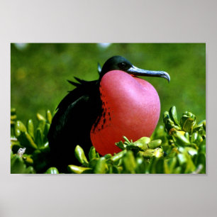 Poster Magnifique Frigate Bird
