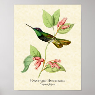 Poster Magnifique Imprimerie d'Oiseaux de Mince