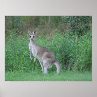 Poster Magnifique Kangaroo