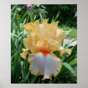 Poster Magnifique photo de fleur d'iris jaune et blanc