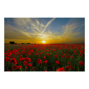 Poster Magnifique Red Poppy Field Sunset Photographie