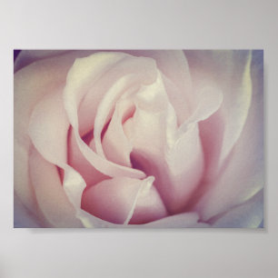 Poster Magnifique Rose Lavande rose Fleur Archivage