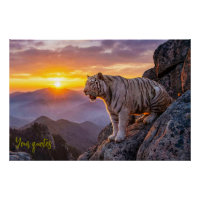 Magnifique Tigre Blanc Coucher de Soleil