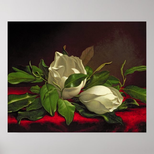 Poster Magnolia (Devant)