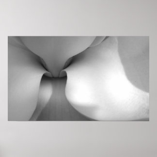 Poster Magnolia