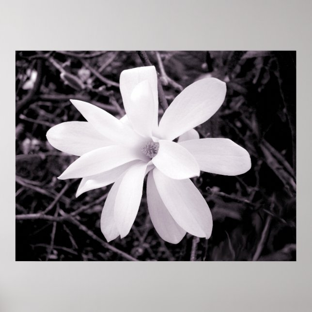 Poster Magnolia (Devant)
