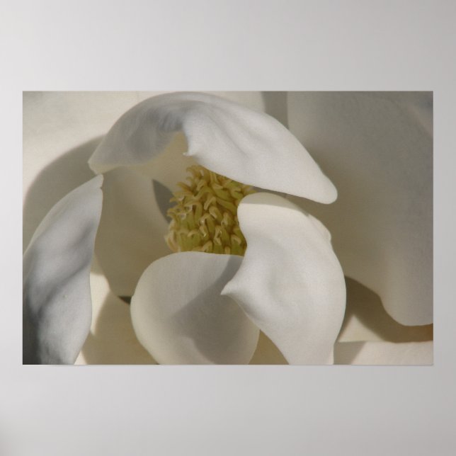 Poster magnolia (Devant)