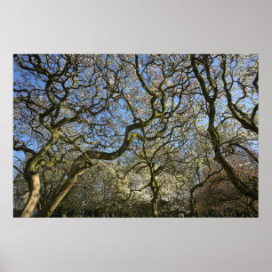 Poster Magnolia Arbres, Branches et Blossom 03