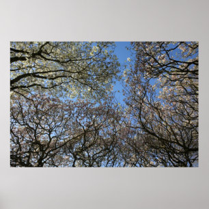 Poster Magnolia Arbres, Branches et Blossom 06