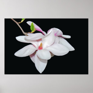Poster Magnolia blanc