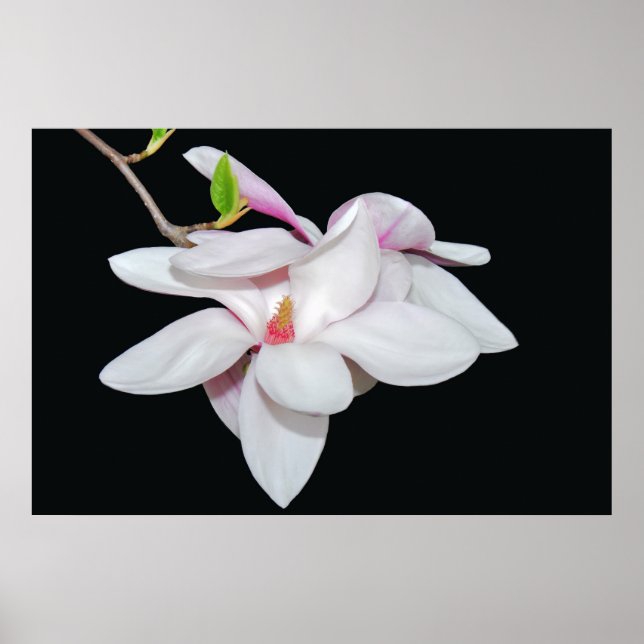 Poster Magnolia blanc (Devant)