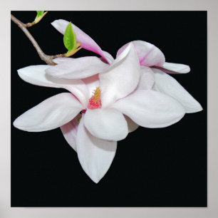 Poster Magnolia blanc