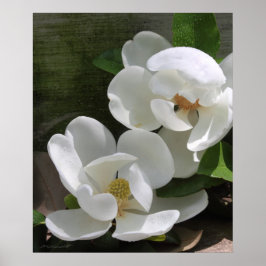 Poster Magnolia Blooms Imprimer -20x24 -autres tailles ég