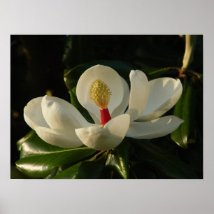 Poster Magnolia blossom