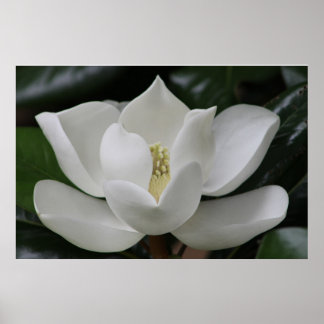 Poster Magnolia Blossom sur le campus de Blacksburg