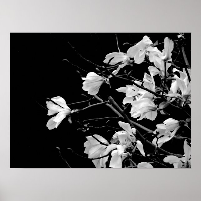 Poster Magnolia Branches Art (Devant)
