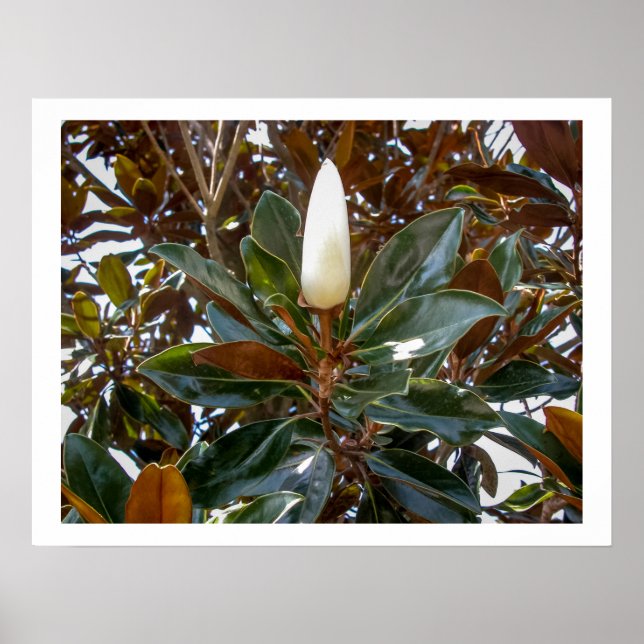 Poster Magnolia Bud (Devant)