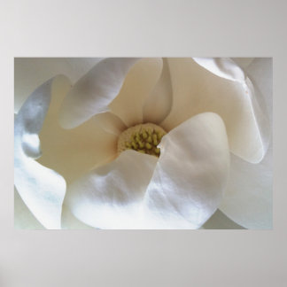 Poster magnolia de 36 po x 24 po, affiche à valeur