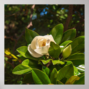 Poster Magnolia de Corfou