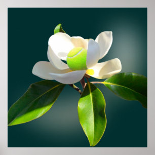 Poster Magnolia de tennis, tennis