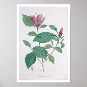 Poster Magnolia discolor, gravée par Legrand (colour lit