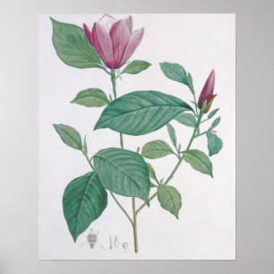 Poster Magnolia discolor, gravée par Legrand (colour lit