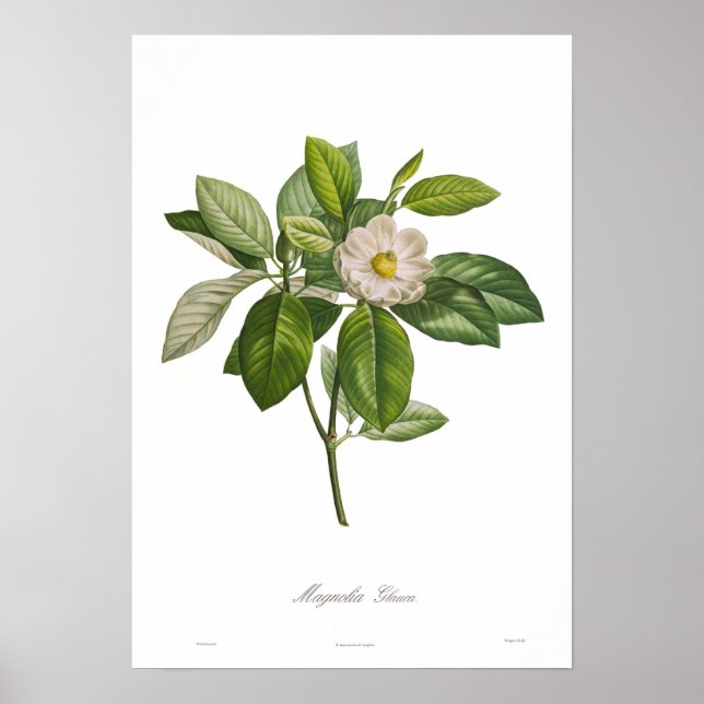 Poster Magnolia glauca (Devant)