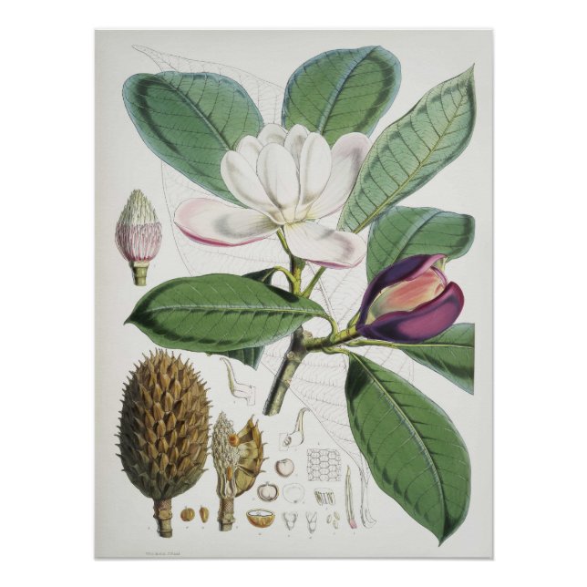 Poster Magnolia Hodgsonii (Devant)