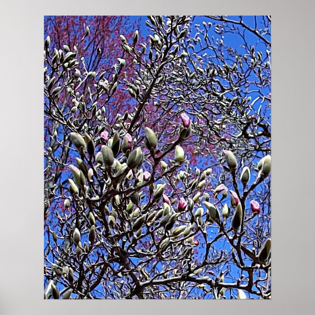Poster Magnolia, Masse des Ours (Devant)