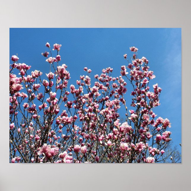 Poster Magnolia rose printanière Fleurs Ciel bleu (Devant)
